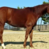 Sorrel Quarter Horse For Sale