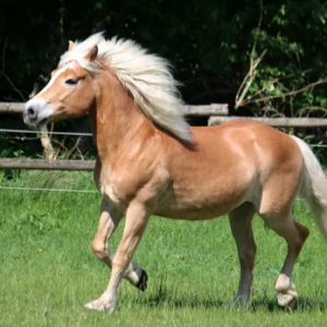 Haflinger Horse For Sale