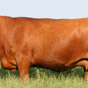 Red Angus Cow For Sale