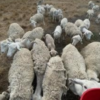 Dorper Sheep For Sale