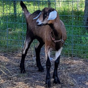 Nubian Goat For Sale