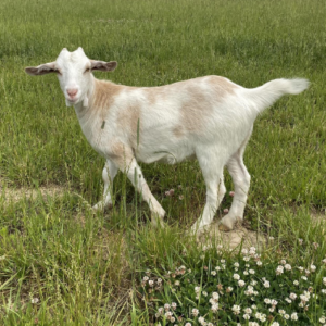Kiko Goat For Sale