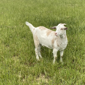 Kiko Goat