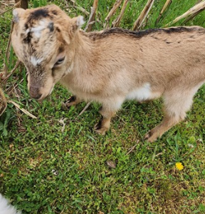 Alpine Goat For Sale