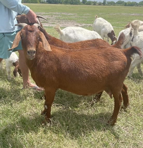Boer Goats For Sale