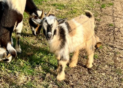 Nigerian Dwarf goat For Sale