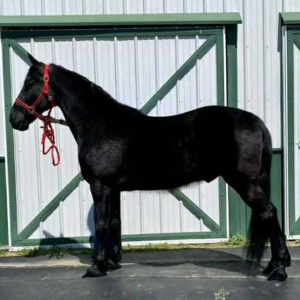 Tennessee Walking Horses For Sale