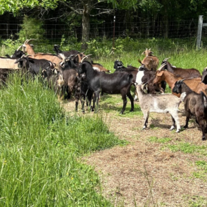 Spanish Goat For Sale Near Me