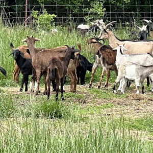 Spanish Goat For Sale Near Me